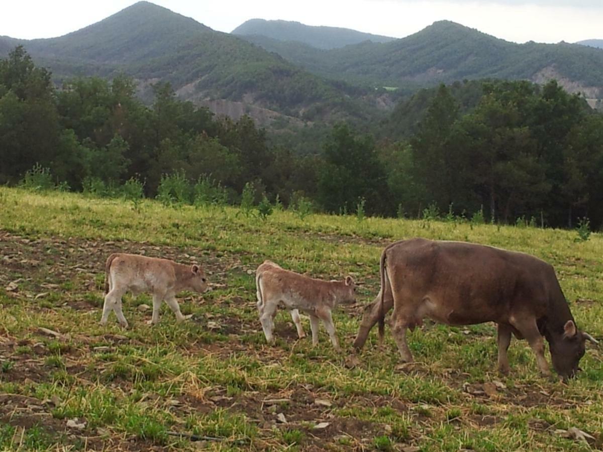 Casa Encuentra, En El Pirineo Al Lado De Ainsa El Pueyo de Araguás Exterior foto